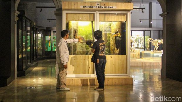 Array,Kasuari-Ikan Kerapu Raksasa di Museum Zoologi Bogor Awet Ratusan Tahun, Ini Rahasianya