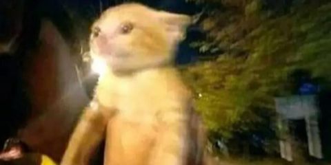 Perilaku Kucing Naik Motor, Ekspresinya Bikin Geleng Kepala dan Tersenyum Kecut., Kucing ini benar-benar tenang., Ingat selalu pakai helm dan kacamata untuk keselamatan., Padahal sudah disediakan tas khusus., Banyak pengendara pasti salah fokus melihat tingkahnya., Gayanya stylish untuk jalan-jalan naik motor., Helm memang kebesaran, tapi tetap aman dipakai., Ekspresinya tampak tegang saat motor melaju.
