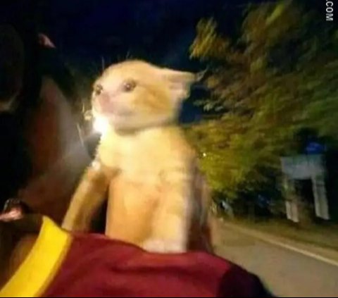 Perilaku Kucing Naik Motor, Ekspresinya Bikin Geleng Kepala dan Tersenyum Kecut., Kucing ini benar-benar tenang., Ingat selalu pakai helm dan kacamata untuk keselamatan., Padahal sudah disediakan tas khusus., Banyak pengendara pasti salah fokus melihat tingkahnya., Gayanya stylish untuk jalan-jalan naik motor., Helm memang kebesaran, tapi tetap aman dipakai., Ekspresinya tampak tegang saat motor melaju.