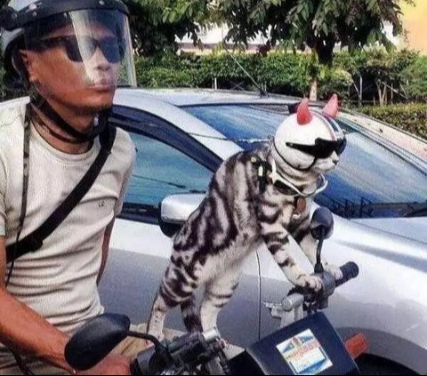 Perilaku Kucing Naik Motor, Ekspresinya Bikin Geleng Kepala dan Tersenyum Kecut., Kucing ini benar-benar tenang., Ingat selalu pakai helm dan kacamata untuk keselamatan., Padahal sudah disediakan tas khusus., Banyak pengendara pasti salah fokus melihat tingkahnya., Gayanya stylish untuk jalan-jalan naik motor., Helm memang kebesaran, tapi tetap aman dipakai., Ekspresinya tampak tegang saat motor melaju.