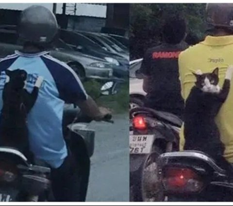 Perilaku Kucing Naik Motor, Ekspresinya Bikin Geleng Kepala dan Tersenyum Kecut., Kucing ini benar-benar tenang., Ingat selalu pakai helm dan kacamata untuk keselamatan., Padahal sudah disediakan tas khusus., Banyak pengendara pasti salah fokus melihat tingkahnya., Gayanya stylish untuk jalan-jalan naik motor., Helm memang kebesaran, tapi tetap aman dipakai., Ekspresinya tampak tegang saat motor melaju.