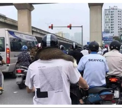 Perilaku Kucing Naik Motor, Ekspresinya Bikin Geleng Kepala dan Tersenyum Kecut., Kucing ini benar-benar tenang., Ingat selalu pakai helm dan kacamata untuk keselamatan., Padahal sudah disediakan tas khusus., Banyak pengendara pasti salah fokus melihat tingkahnya., Gayanya stylish untuk jalan-jalan naik motor., Helm memang kebesaran, tapi tetap aman dipakai., Ekspresinya tampak tegang saat motor melaju.