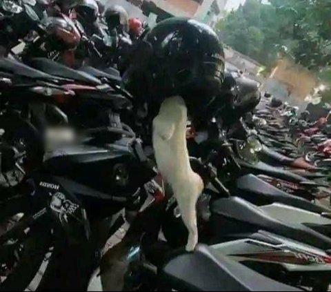 Perilaku Kucing Naik Motor, Ekspresinya Bikin Geleng Kepala dan Tersenyum Kecut., Kucing ini benar-benar tenang., Ingat selalu pakai helm dan kacamata untuk keselamatan., Padahal sudah disediakan tas khusus., Banyak pengendara pasti salah fokus melihat tingkahnya., Gayanya stylish untuk jalan-jalan naik motor., Helm memang kebesaran, tapi tetap aman dipakai., Ekspresinya tampak tegang saat motor melaju.