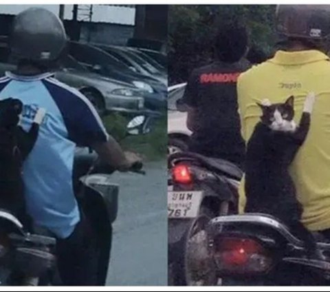Perilaku Kucing Naik Motor, Ekspresinya Bikin Geleng Kepala dan Tersenyum Kecut., Kucing ini benar-benar tenang., Ingat selalu pakai helm dan kacamata untuk keselamatan., Padahal sudah disediakan tas khusus., Banyak pengendara pasti salah fokus melihat tingkahnya., Gayanya stylish untuk jalan-jalan naik motor., Helm memang kebesaran, tapi tetap aman dipakai., Ekspresinya tampak tegang saat motor melaju.