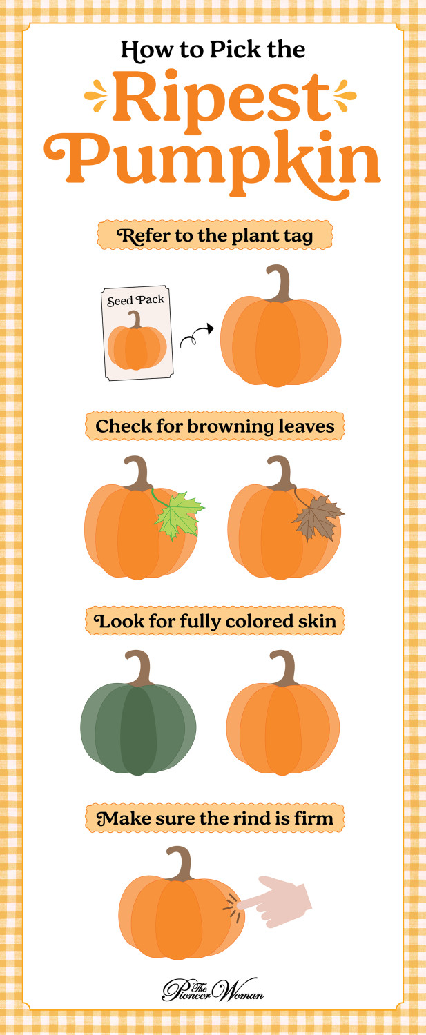 How to grow pumpkins, When to harvest pumpkins, How to harvest pumpkins, Tips for storing pumpkins, How to use your pumpkins
