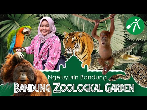 YouTube video, Wahana dan Spot Populer di Kebun Binatang Bandung, Koleksi Satwa, Harga Tiket dan Jam Operasional, Fasilitas di Kebun Binatang Bandung, Alamat dan Akses Transportasi, Hotel dan Penginapan Sekitar Kebun Binatang Bandung