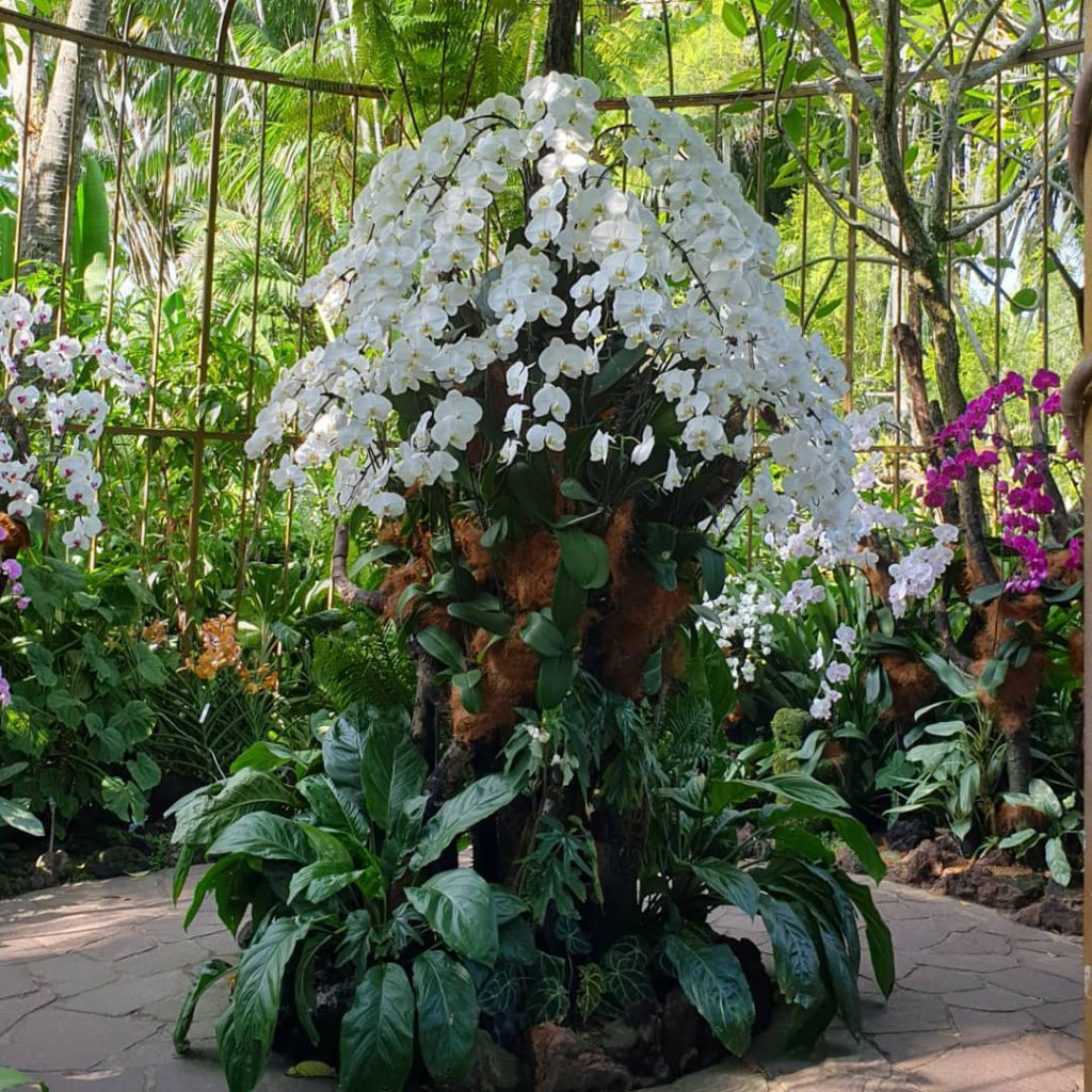 Singapore Botanic Garden, Strolling Through Endless Beauty, UNESCO’s World Heritage, Singapore Botanic Garden History, Swan Lake, Orchid Garden, Dining in Singapore Botanic Garden