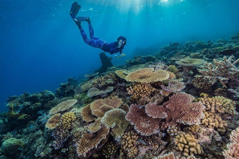 ilustrasi terumbu karang (dok. Citizens of The Great Barrier Reef ), 1. Diresmikan tahun 1975, 2. Menjadi ekosistem terumbu karang terbesar di dunia , 3. Dongkrak industri pariwisata, 4. Melindungi spesies yang terancam punah, 5. Menjadi warisan dunia UNESCO