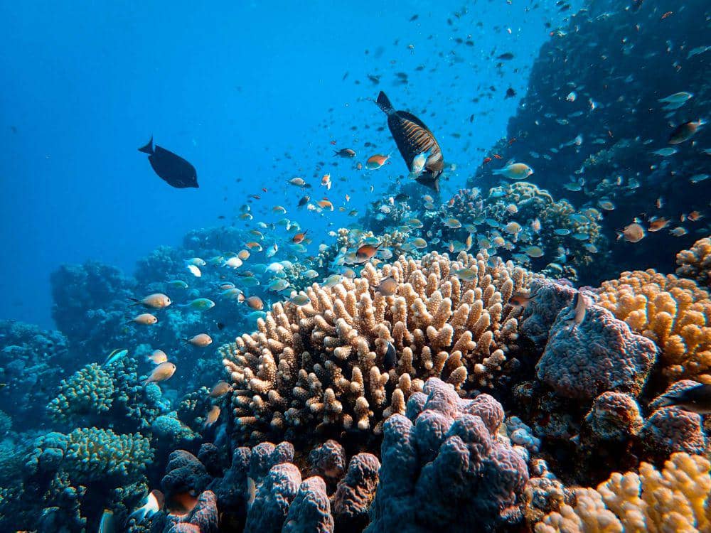 spesies ikan yang hidup di Great Barrier Reef (unsplash.com/Francesco Ungaro), 1. Diresmikan tahun 1975, 2. Menjadi ekosistem terumbu karang terbesar di dunia , 3. Dongkrak industri pariwisata, 4. Melindungi spesies yang terancam punah, 5. Menjadi warisan dunia UNESCO