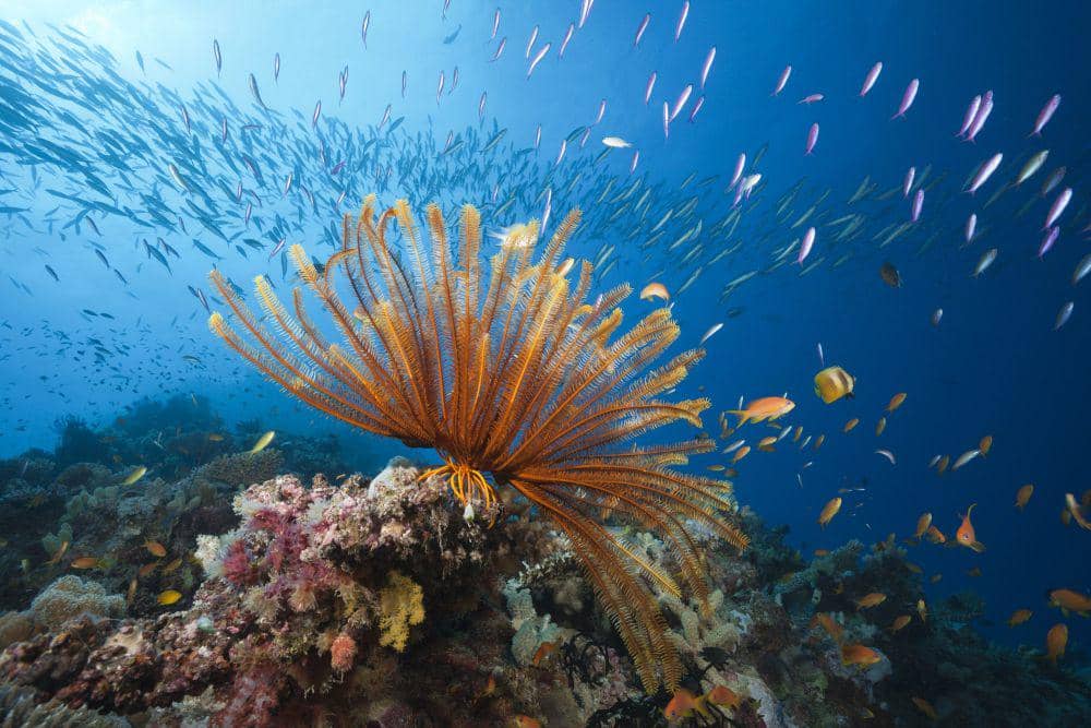 keanekaragaman hayati di great barrier reef (edition.cnn.com), 1. Diresmikan tahun 1975, 2. Menjadi ekosistem terumbu karang terbesar di dunia , 3. Dongkrak industri pariwisata, 4. Melindungi spesies yang terancam punah, 5. Menjadi warisan dunia UNESCO