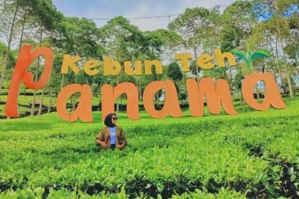 Instagram.com / kebuntehpanama, Lokasi Kebun Teh Panama, Jam buka dan harga tiket masuk Kebun Teh Panama, Rute menuju Kebun Teh Panama, Aktivitas seru dan fasilitas di Kebun Teh Panama, Spot foto ciamik di Kebun Teh Panama