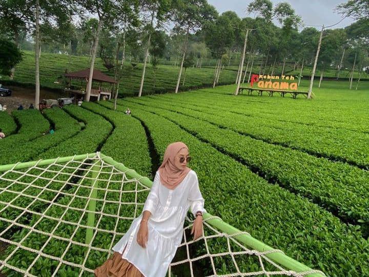Instagram.com / kebuntehpanama, Lokasi Kebun Teh Panama, Jam buka dan harga tiket masuk Kebun Teh Panama, Rute menuju Kebun Teh Panama, Aktivitas seru dan fasilitas di Kebun Teh Panama, Spot foto ciamik di Kebun Teh Panama