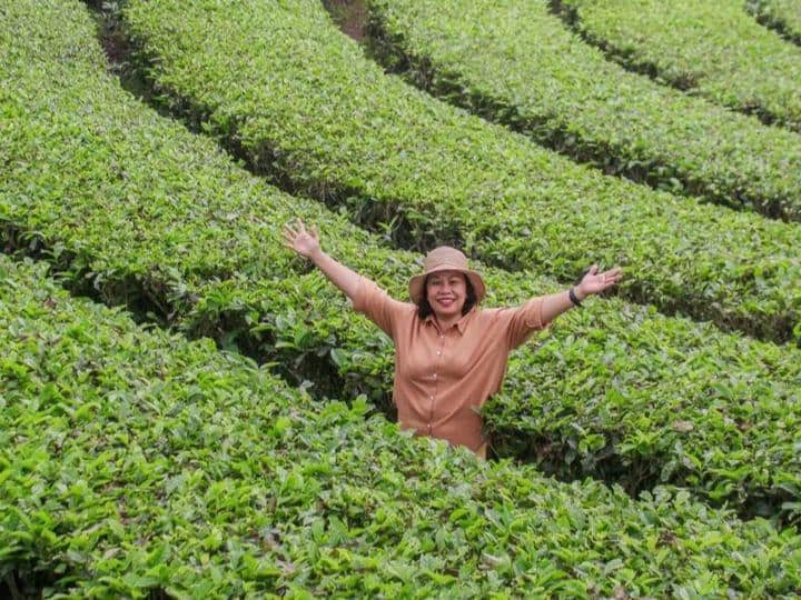 Instagram.com / kebuntehpanama, Lokasi Kebun Teh Panama, Jam buka dan harga tiket masuk Kebun Teh Panama, Rute menuju Kebun Teh Panama, Aktivitas seru dan fasilitas di Kebun Teh Panama, Spot foto ciamik di Kebun Teh Panama