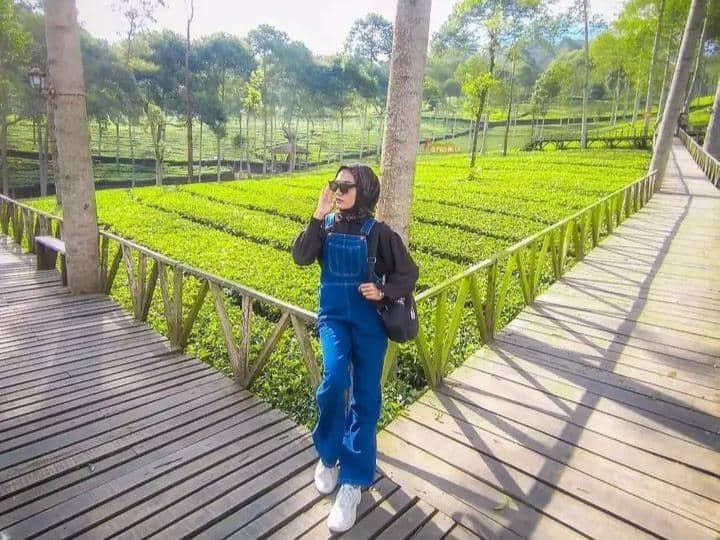Instagram.com / kebuntehpanama, Lokasi Kebun Teh Panama, Jam buka dan harga tiket masuk Kebun Teh Panama, Rute menuju Kebun Teh Panama, Aktivitas seru dan fasilitas di Kebun Teh Panama, Spot foto ciamik di Kebun Teh Panama