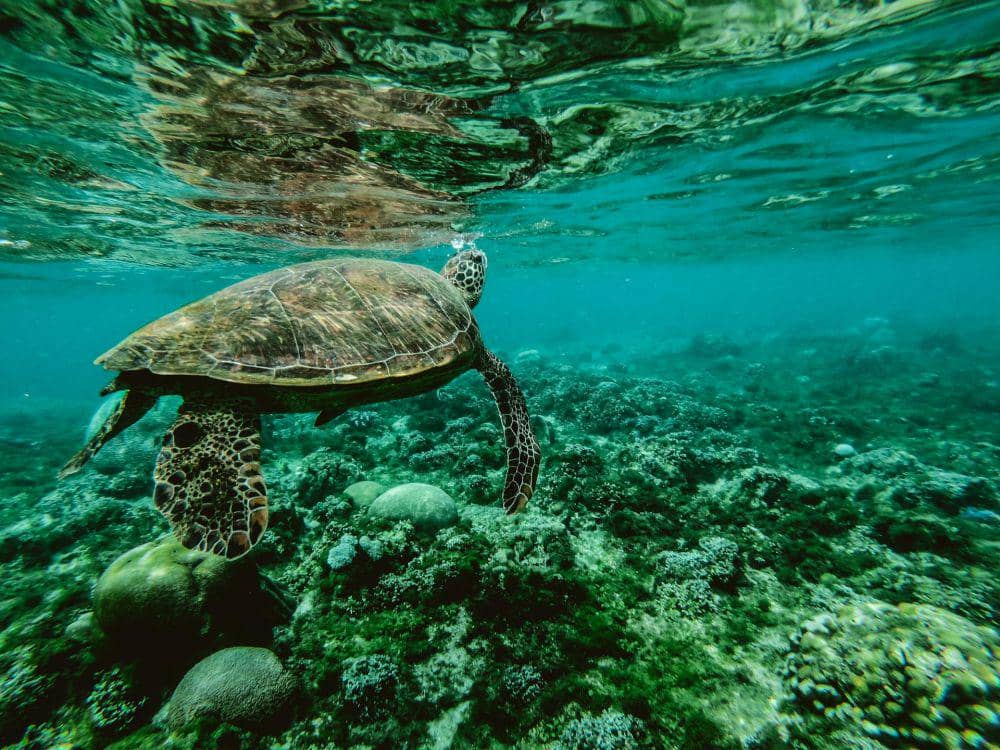 ilustrasi Great Barrier Reef di Australia (pexels.com/Belle Co), 1. Diresmikan tahun 1975, 2. Menjadi ekosistem terumbu karang terbesar di dunia , 3. Dongkrak industri pariwisata, 4. Melindungi spesies yang terancam punah, 5. Menjadi warisan dunia UNESCO