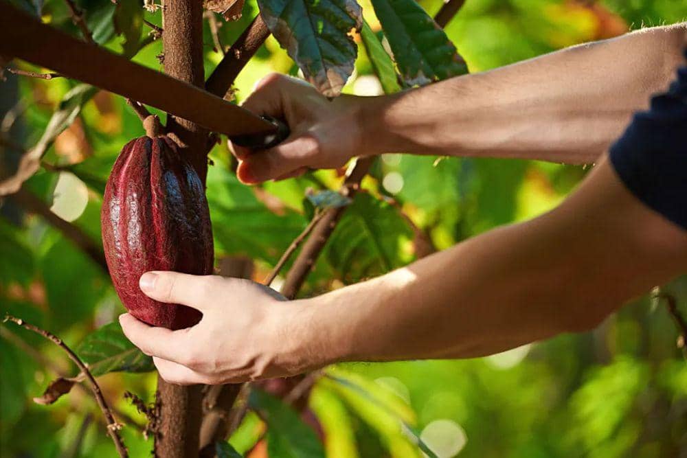 Fakta Menarik Cokelat Ruby dari Callebaut, 1. Terbuat dari biji kokoa pilihan, 2. Kaya akan rasa, 3. Punya warna pink yang unik dan alami, 4. Diolah secara khusus, 5. Cocok dipadukan dengan keju