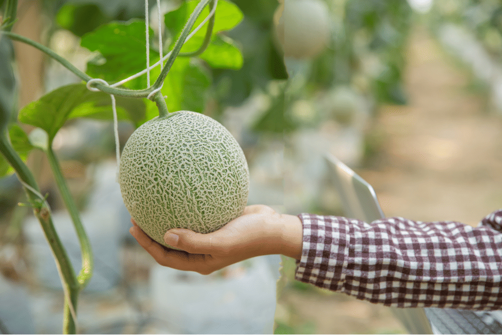 freepik.com/jcomp, 1. Perhatikan aroma di bagian pangkal buah melon, 2. Cek warna kulit buah melon, 3. Rasakan tekstur buah melon, 4. Pilihlah buah melon yang lebih berat, 5. Cek suara buah melon saat diketuk