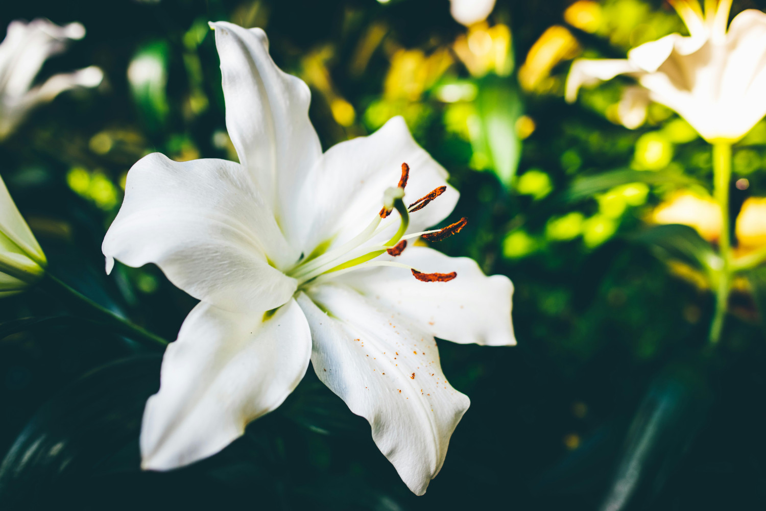Jenis-jenis yang cocok untuk standing flower, 1. Bunga Lily, 2. Bunga Krisan, 3. Bunga Mawar Putih, 4. Bunga Anggrek, 5. Bunga Gladiol, 6. Bunga Anyelir (Carnation)