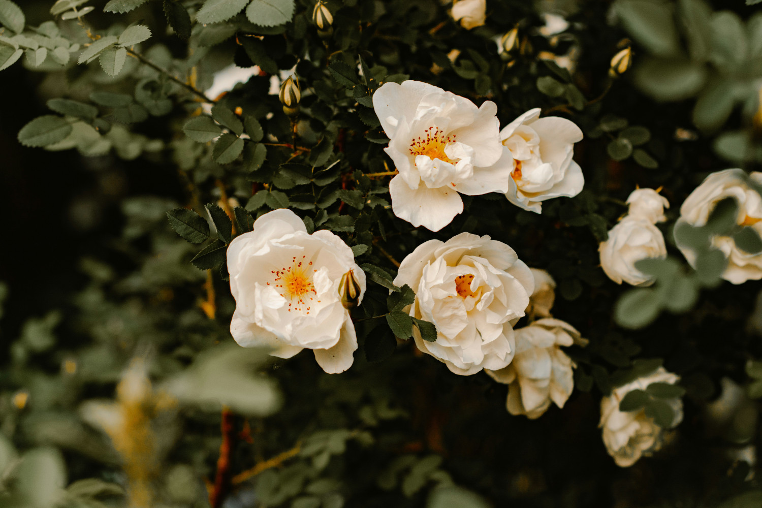 Tips memilih kombinasi warna untuk standing flower, 1. Bunga Lily, 2. Bunga Krisan, 3. Bunga Mawar Putih, 4. Bunga Anggrek, 5. Bunga Gladiol, 6. Bunga Anyelir (Carnation)