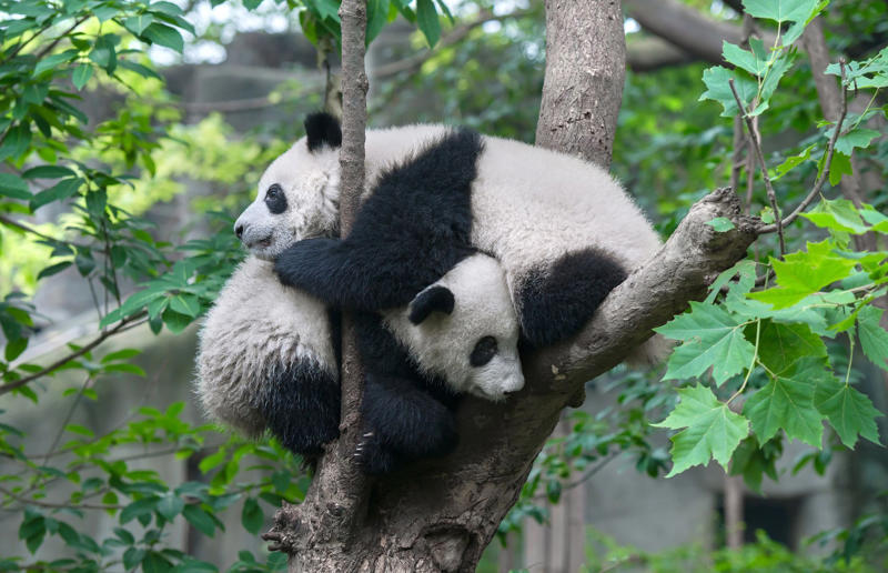 They’re not always quiet Koalas have fingerprints, Giraffes hum, Platypuses swim with their eyes closed, Sloths digest food for a month, Giant pandas have a unique mating ritual, Axolotls never reach adulthood, Magpies are self-aware, Orangutans are carpenters, Capuchin monkeys cover themselves with urine to seduce a mate, Elephants are capable of empathy and comfort, Otters hold hands while sleeping, Wombats have cubic excrement, Octopuses hit fish, Prairie dogs kiss, Armadillos always have litters of four identical babies, Bats give birth upside down, Beluga whales go through menopause, Lorises produce venom that is toxic to humans, Flamingos eat upside down, Jellyfish are immortal