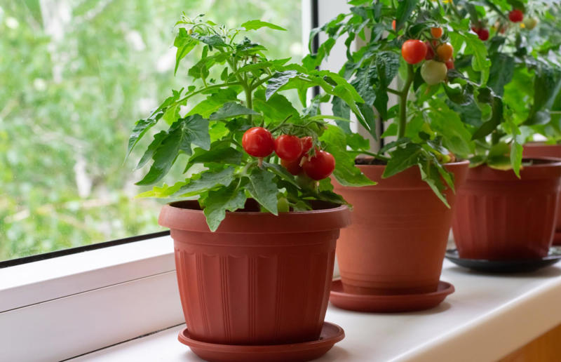 Grow your own herbs, tomatoes and chillies 46. Use lard for perfect pastry, 45. Make soda bread if you need something speedy, 44. Use a wooden spoon, 43. Roast potatoes in hot fat, 42. Use leftover pastry for cheese straws, 41. Keep your vegetable scraps, 40. Don't cook fresh herbs, 39. Never boil stew, soup or stock, 38. Use cheese ends in mac ’n’ cheese, 37. Cook your pasta in stock, 36. Try flour for the crispiest bacon, 35. Transfer sugar into airtight containers, 34. Don’t overdo the cheese, 33. Separate the eggs for fluffy flannel cakes, 32. Cook bruised apples in pies, 31. Slice sprouting stems from garlic, 30. Top dishes with crushed crisps, 29. Embrace instant mash, 28. Keep butter in a butter dish, 27. Don’t ditch your stale bread, 26. Bake with room-temperature eggs, 25. Line cake tins to prevent sticking, 24. Use buttermilk to brine fried chicken, 23. Let cheesecake cool in the oven, 22. Melt chocolate over a pan of water, 21. Keep food warm in the oven, 20. Add bread to your sugar jar, 19. Grow your own herbs, tomatoes and chillies, 18. Save chicken bones for stock, 17. Keep records, 16. Make your own jams and chutneys, 15. Add more of what you need, 14. Weigh your eggs for the perfect sponge, 13. Roll lemons before squeezing, 12. Get some colour on meat, 11. Add vegetables towards the end of a stew, 10. Sift air into cakes, 9. Thicken sauces with cornflour, 8. Skim fat off the top, 7. Dry chicken to help it brown, 6. Invest in a cast iron pan, 5. Use juices from meat to make gravy, 4. Serve food on hot plates, 3. What grows together, goes together, 2. Save your fat
