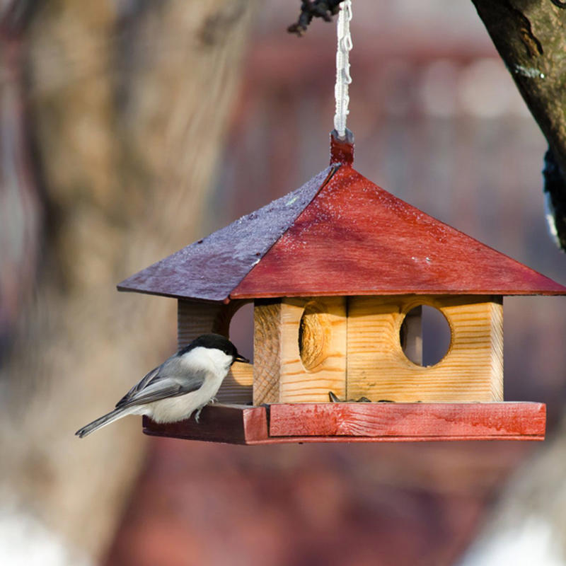 Paint Stones, Build a Cornhole Set, Make a Bird Feeder or Birdhouse, Construct a Toy Box