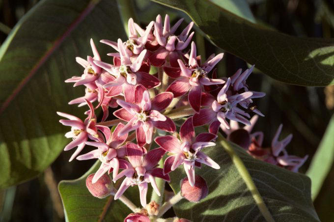 Native Plants for the Northeast, Native Plants for the Northwest, Native Plants for the Midwest, Native Plants for the Southeast, Native Plants for the Southwest