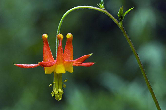 Native Plants for the Northeast, Native Plants for the Northwest, Native Plants for the Midwest, Native Plants for the Southeast, Native Plants for the Southwest