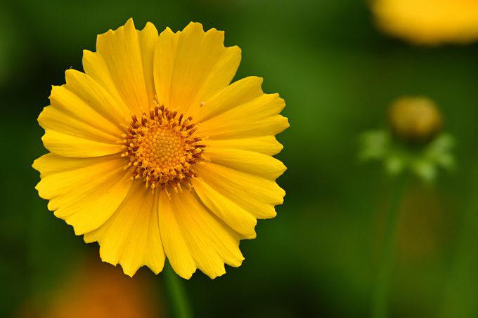Native Plants for the Northeast, Native Plants for the Northwest, Native Plants for the Midwest, Native Plants for the Southeast, Native Plants for the Southwest