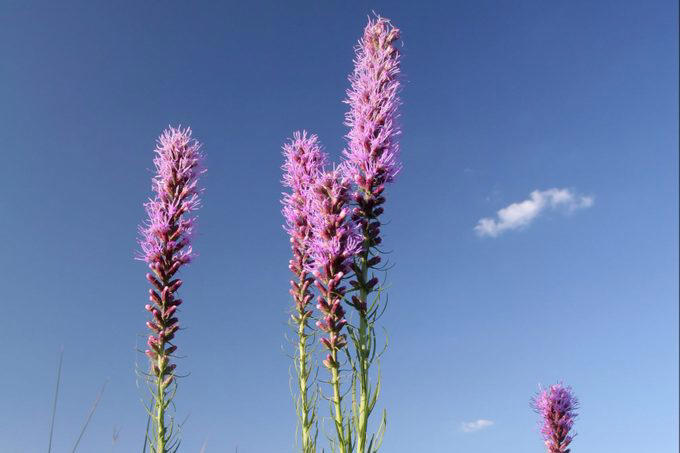 Native Plants for the Northeast, Native Plants for the Northwest, Native Plants for the Midwest, Native Plants for the Southeast, Native Plants for the Southwest