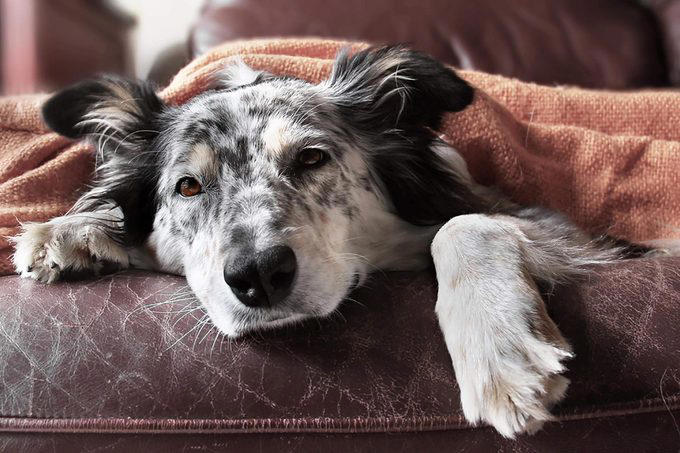A break from hugs, Your dirtiest, stinkiest, sweatiest clothes, A challenging puzzle to solve, To stay naked, Chest (not belly!) rubs, A nice, peaceful nap in a quiet spot, To check their “pee-mail”, For you to be their fearless leader, A consistent, predictable routine, No more human kisses, The same tasty, nutritious dog kibble, To be left alone by strangers, Consistent praise and correction, A loving glance, New friends … from a distance, About the experts, Why trust us, Sources: