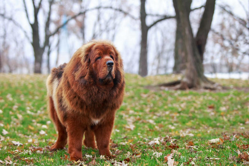 Afghan Hound, Tibetan Mastiff, French Bulldog, Bernese Mountain Dog, Saint Bernard, Pharaoh Hound, Black Russian Terrier, Lancashire Heeler, Biewer Terrier