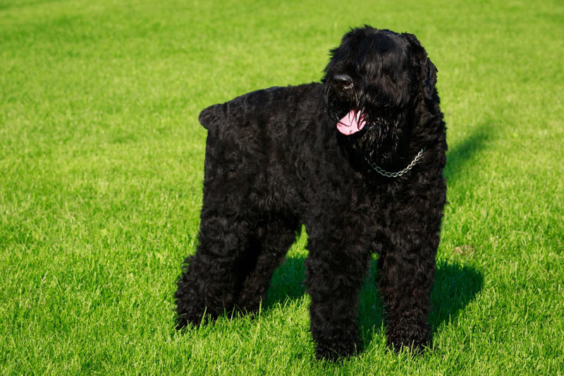 Afghan Hound, Tibetan Mastiff, French Bulldog, Bernese Mountain Dog, Saint Bernard, Pharaoh Hound, Black Russian Terrier, Lancashire Heeler, Biewer Terrier