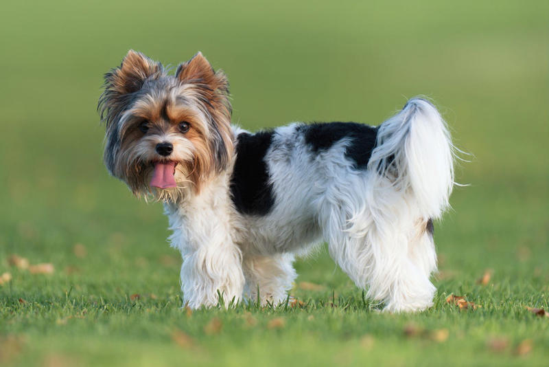 Afghan Hound, Tibetan Mastiff, French Bulldog, Bernese Mountain Dog, Saint Bernard, Pharaoh Hound, Black Russian Terrier, Lancashire Heeler, Biewer Terrier