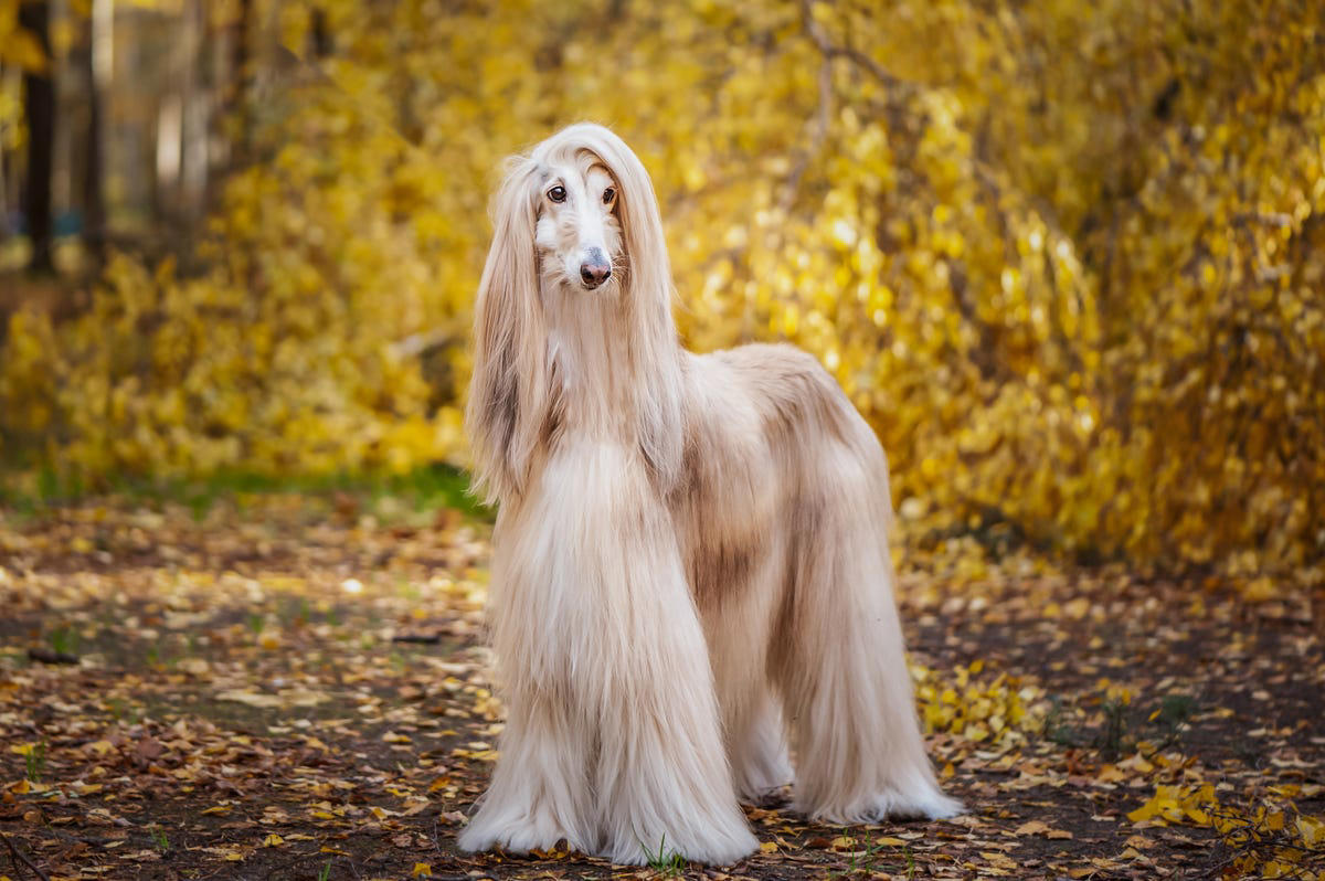 Afghan Hound, Tibetan Mastiff, French Bulldog, Bernese Mountain Dog, Saint Bernard, Pharaoh Hound, Black Russian Terrier, Lancashire Heeler, Biewer Terrier