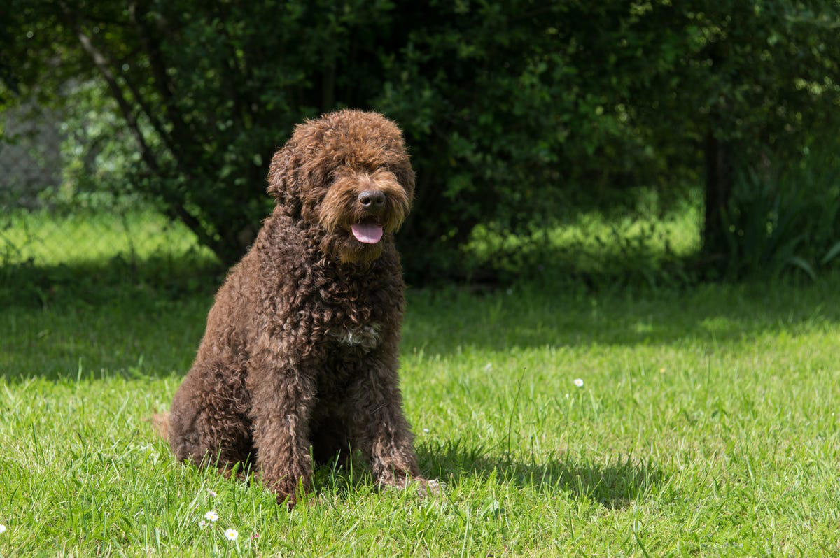 Afghan Hound, Tibetan Mastiff, French Bulldog, Bernese Mountain Dog, Saint Bernard, Pharaoh Hound, Black Russian Terrier, Lancashire Heeler, Biewer Terrier