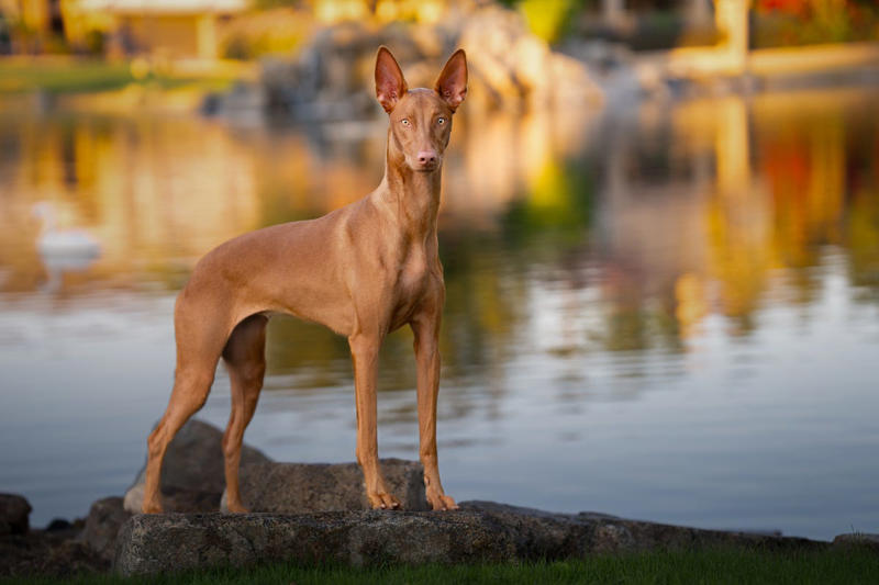 Afghan Hound, Tibetan Mastiff, French Bulldog, Bernese Mountain Dog, Saint Bernard, Pharaoh Hound, Black Russian Terrier, Lancashire Heeler, Biewer Terrier