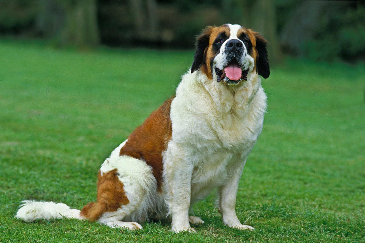 Afghan Hound, Tibetan Mastiff, French Bulldog, Bernese Mountain Dog, Saint Bernard, Pharaoh Hound, Black Russian Terrier, Lancashire Heeler, Biewer Terrier