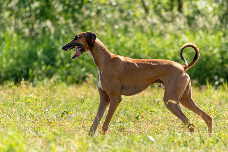 Afghan Hound, Tibetan Mastiff, French Bulldog, Bernese Mountain Dog, Saint Bernard, Pharaoh Hound, Black Russian Terrier, Lancashire Heeler, Biewer Terrier