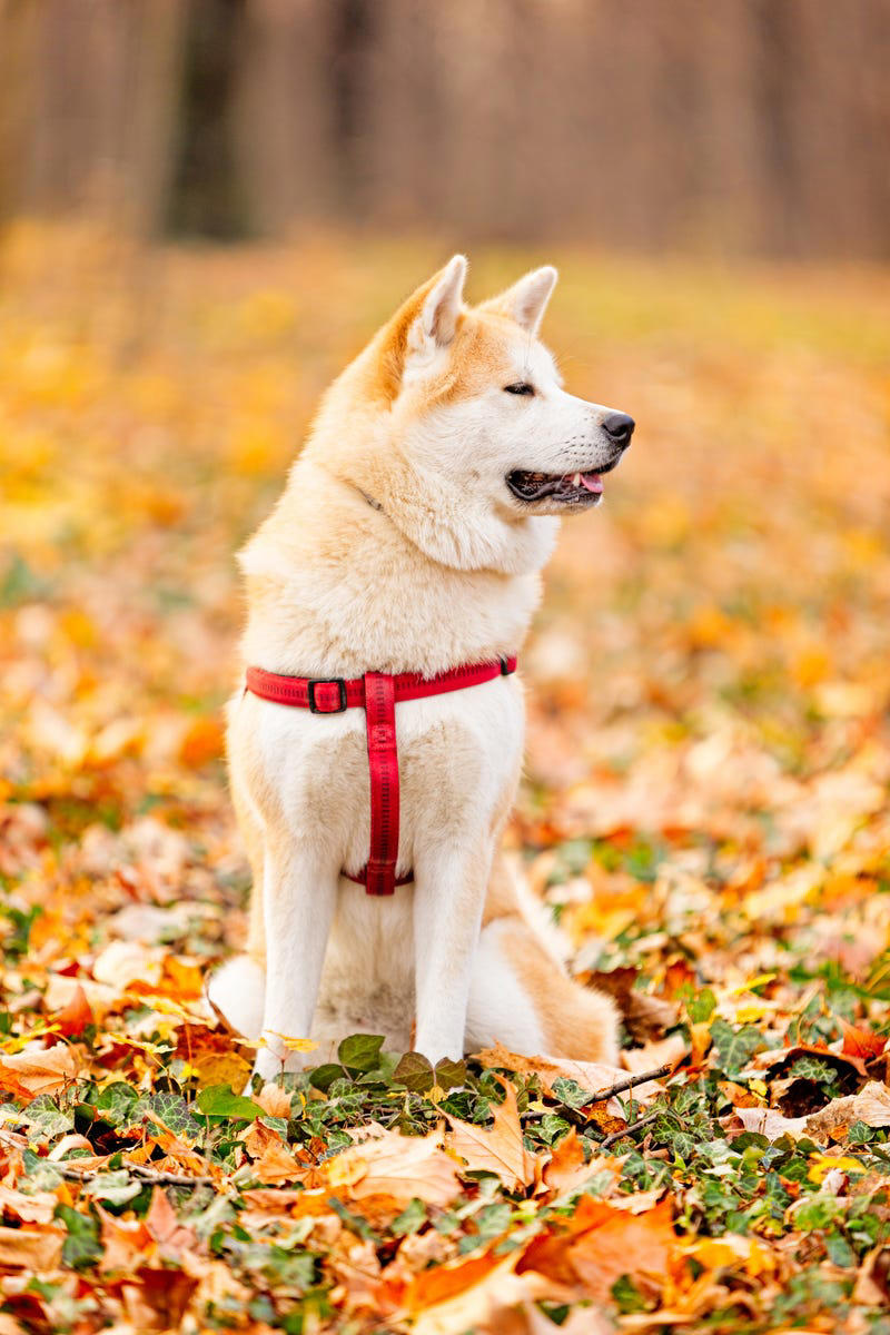 Afghan Hound, Tibetan Mastiff, French Bulldog, Bernese Mountain Dog, Saint Bernard, Pharaoh Hound, Black Russian Terrier, Lancashire Heeler, Biewer Terrier