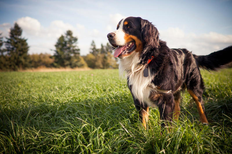 Afghan Hound, Tibetan Mastiff, French Bulldog, Bernese Mountain Dog, Saint Bernard, Pharaoh Hound, Black Russian Terrier, Lancashire Heeler, Biewer Terrier