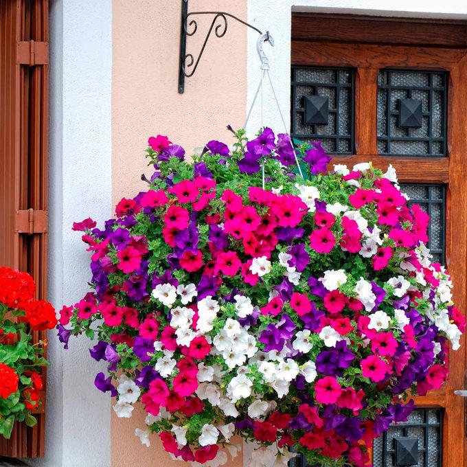 English Country Garden, Pots & Planters, Superb Shrubs, Eye-Catching Flower Wall, Raised, Tiered Beds, Drought-Tolerant Plants, Cool Contemporary with a Splash of Color, Raised Stone Beds, Hanging Baskets, Unique and Unusual Planters, About the Expert