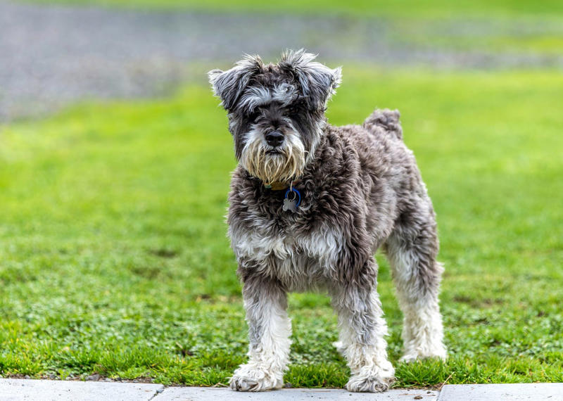 1) French Bulldog, 2) Chihuahua, 3) Dachshund, 4) Italian Greyhound, 6) Shih Tzu, 7) Basset Hound, 8) Pomeranian, 9) Bichon Frise, 10) Pekingese, 11) Shetland Sheepdog, 12) Tibetan Spaniel, 13) Cavalier King Charles Spaniel, 14) Japanese Chin, 15) Maltese, 16) Brussels Griffon, 17) Beagle, 18) Boston Terrier, 19) Miniature Schnauzer, 20) Sussex Spaniel, 21) Whippet