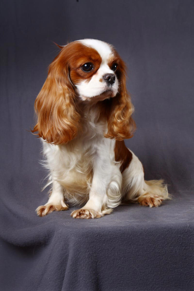 1) French Bulldog, 2) Chihuahua, 3) Dachshund, 4) Italian Greyhound, 6) Shih Tzu, 7) Basset Hound, 8) Pomeranian, 9) Bichon Frise, 10) Pekingese, 11) Shetland Sheepdog, 12) Tibetan Spaniel, 13) Cavalier King Charles Spaniel, 14) Japanese Chin, 15) Maltese, 16) Brussels Griffon, 17) Beagle, 18) Boston Terrier, 19) Miniature Schnauzer, 20) Sussex Spaniel, 21) Whippet