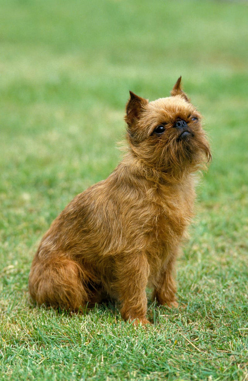 1) French Bulldog, 2) Chihuahua, 3) Dachshund, 4) Italian Greyhound, 6) Shih Tzu, 7) Basset Hound, 8) Pomeranian, 9) Bichon Frise, 10) Pekingese, 11) Shetland Sheepdog, 12) Tibetan Spaniel, 13) Cavalier King Charles Spaniel, 14) Japanese Chin, 15) Maltese, 16) Brussels Griffon, 17) Beagle, 18) Boston Terrier, 19) Miniature Schnauzer, 20) Sussex Spaniel, 21) Whippet