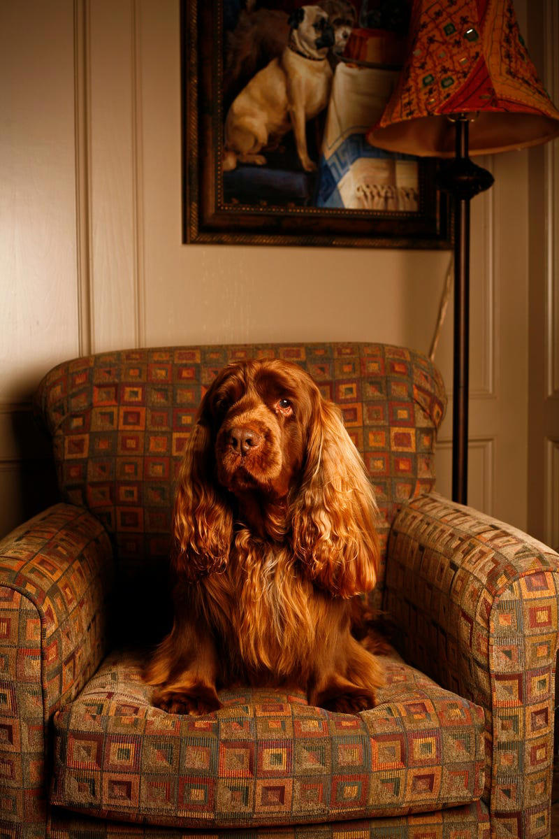 1) French Bulldog, 2) Chihuahua, 3) Dachshund, 4) Italian Greyhound, 6) Shih Tzu, 7) Basset Hound, 8) Pomeranian, 9) Bichon Frise, 10) Pekingese, 11) Shetland Sheepdog, 12) Tibetan Spaniel, 13) Cavalier King Charles Spaniel, 14) Japanese Chin, 15) Maltese, 16) Brussels Griffon, 17) Beagle, 18) Boston Terrier, 19) Miniature Schnauzer, 20) Sussex Spaniel, 21) Whippet