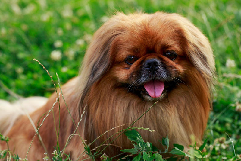 1) French Bulldog, 2) Chihuahua, 3) Dachshund, 4) Italian Greyhound, 6) Shih Tzu, 7) Basset Hound, 8) Pomeranian, 9) Bichon Frise, 10) Pekingese, 11) Shetland Sheepdog, 12) Tibetan Spaniel, 13) Cavalier King Charles Spaniel, 14) Japanese Chin, 15) Maltese, 16) Brussels Griffon, 17) Beagle, 18) Boston Terrier, 19) Miniature Schnauzer, 20) Sussex Spaniel, 21) Whippet