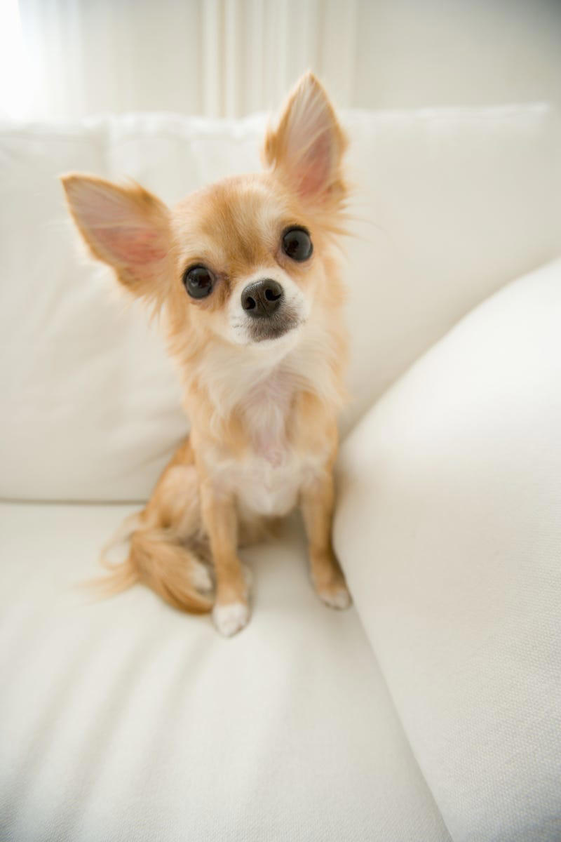 1) French Bulldog, 2) Chihuahua, 3) Dachshund, 4) Italian Greyhound, 6) Shih Tzu, 7) Basset Hound, 8) Pomeranian, 9) Bichon Frise, 10) Pekingese, 11) Shetland Sheepdog, 12) Tibetan Spaniel, 13) Cavalier King Charles Spaniel, 14) Japanese Chin, 15) Maltese, 16) Brussels Griffon, 17) Beagle, 18) Boston Terrier, 19) Miniature Schnauzer, 20) Sussex Spaniel, 21) Whippet