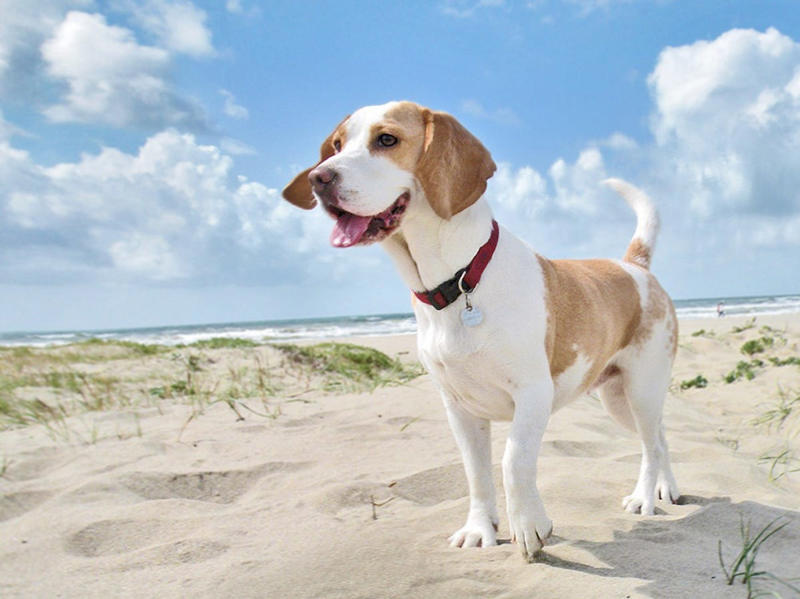 1) French Bulldog, 2) Chihuahua, 3) Dachshund, 4) Italian Greyhound, 6) Shih Tzu, 7) Basset Hound, 8) Pomeranian, 9) Bichon Frise, 10) Pekingese, 11) Shetland Sheepdog, 12) Tibetan Spaniel, 13) Cavalier King Charles Spaniel, 14) Japanese Chin, 15) Maltese, 16) Brussels Griffon, 17) Beagle, 18) Boston Terrier, 19) Miniature Schnauzer, 20) Sussex Spaniel, 21) Whippet