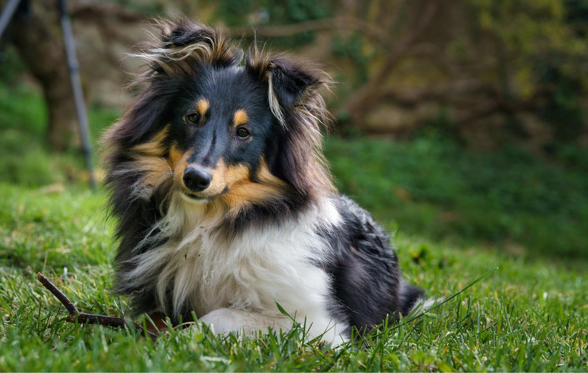 1) French Bulldog, 2) Chihuahua, 3) Dachshund, 4) Italian Greyhound, 6) Shih Tzu, 7) Basset Hound, 8) Pomeranian, 9) Bichon Frise, 10) Pekingese, 11) Shetland Sheepdog, 12) Tibetan Spaniel, 13) Cavalier King Charles Spaniel, 14) Japanese Chin, 15) Maltese, 16) Brussels Griffon, 17) Beagle, 18) Boston Terrier, 19) Miniature Schnauzer, 20) Sussex Spaniel, 21) Whippet